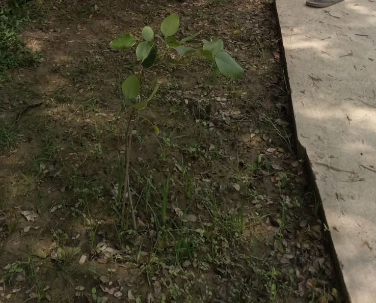 PLANT A TREE PROJECT - Image 5